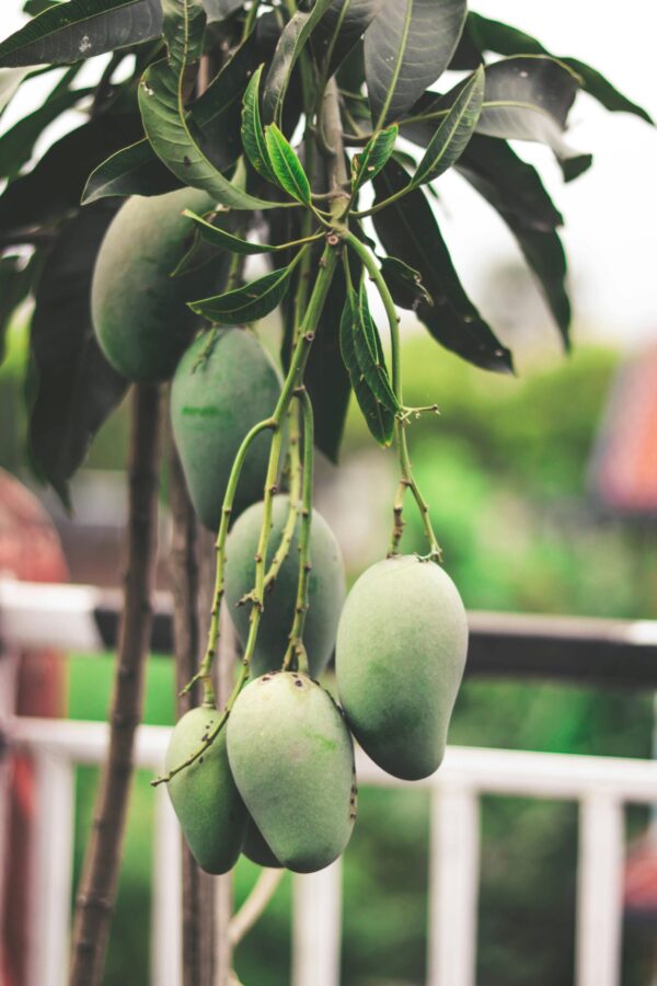 MANGO